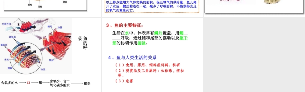 八年级生物上册 5.1.4 鱼课件2 （新版）新人教版-（新版）新人教版初中八年级上册生物课件