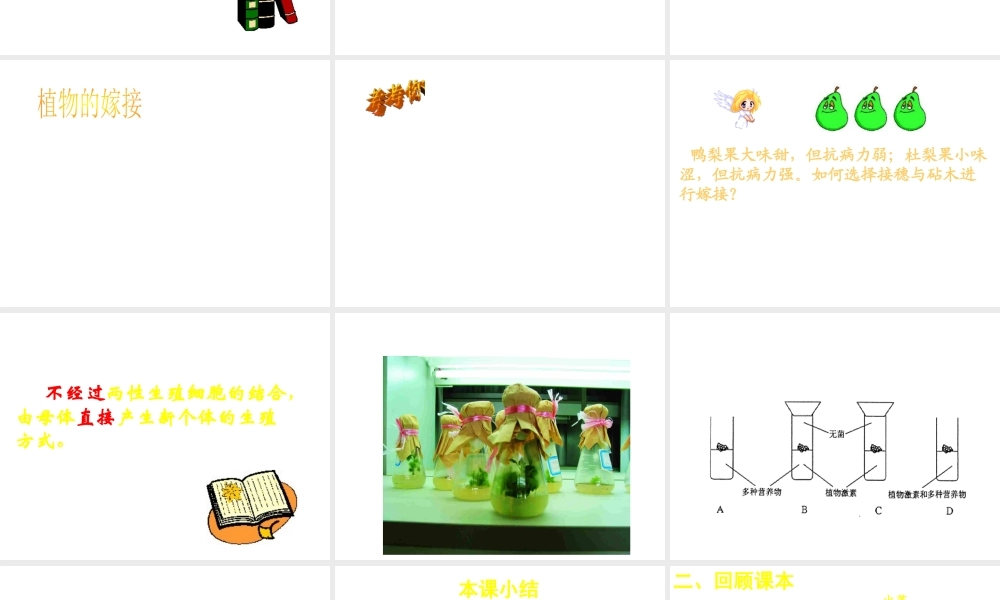 八年级生物上册 第14章 第1节生物的无性生殖课件 苏教版