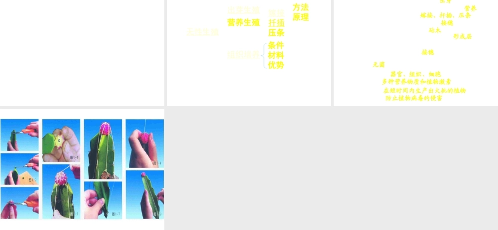 八年级生物上册 第14章 第1节生物的无性生殖课件 苏教版