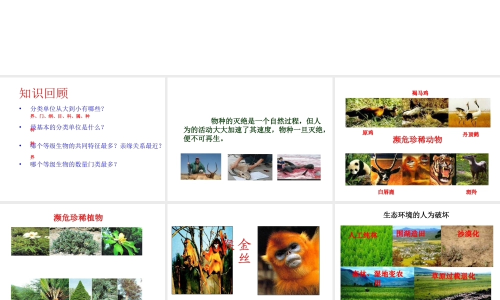 八年级生物上册 6.3 保护生物的多样性课件2 （新版）新人教版