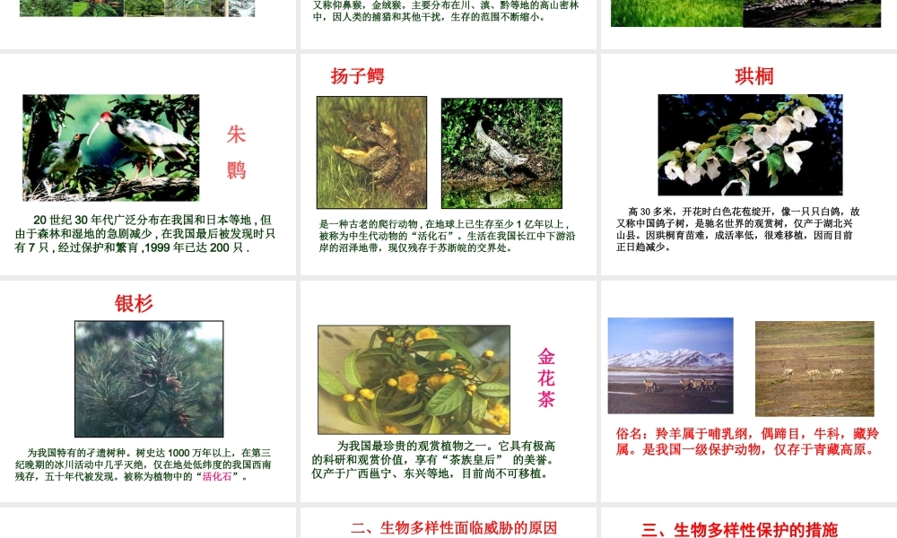 八年级生物上册 6.3 保护生物的多样性课件2 （新版）新人教版