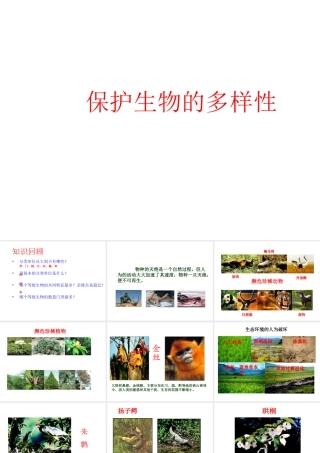 八年级生物上册 6.3 保护生物的多样性课件2 （新版）新人教版