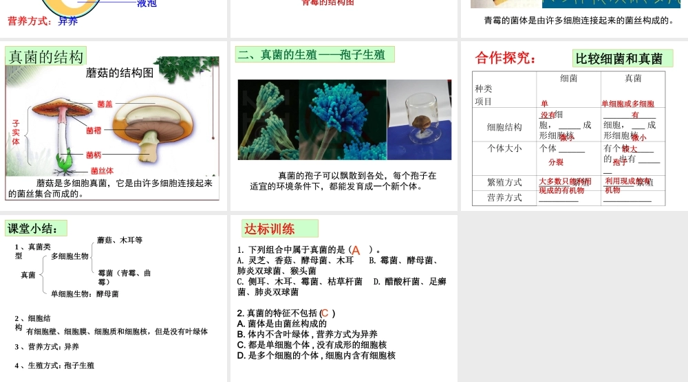 八年级生物上册 5.4.3真菌课件 （新版）新人教版-（新版）新人教版初中八年级上册生物课件