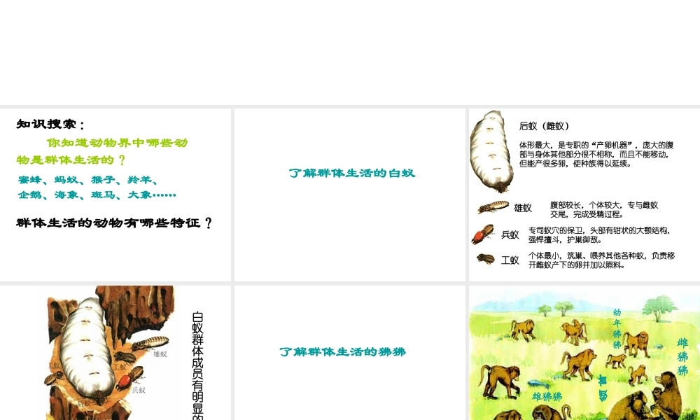 八年级生物上册 5.2.3 社会行为课件1 （新版）新人教版