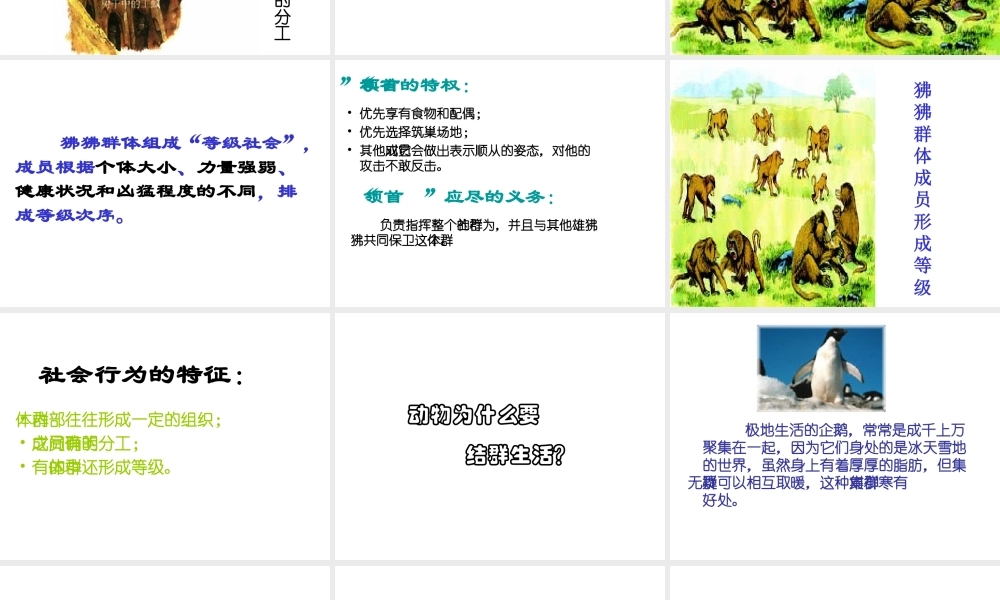 八年级生物上册 5.2.3 社会行为课件1 （新版）新人教版