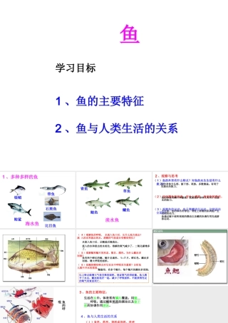 八年级生物上册 5.1.4 鱼课件2 （新版）新人教版-（新版）新人教级上册生物课件