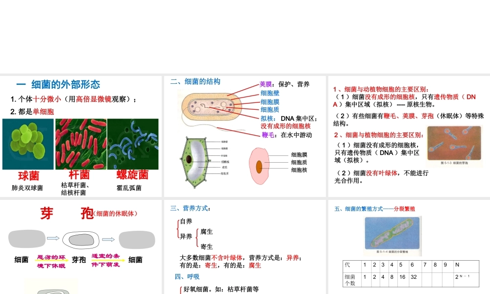 八年级生物上册 21第一章细菌的控制和利用课件 冀教版