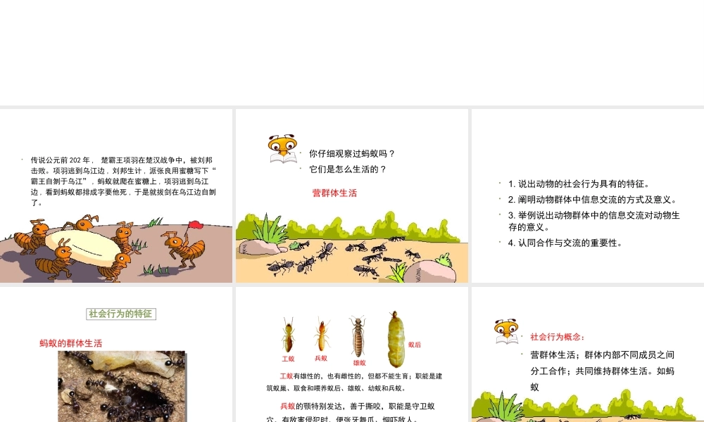 八年级生物上册 5.2.3 社会行为课件2 （新版）新人教版-（新版）新人教版初中八年级上册生物课件