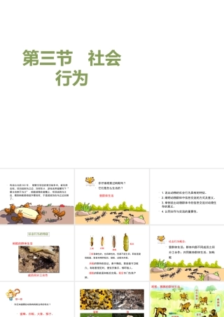 八年级生物上册 5.2.3 社会行为课件2 （新版）新人教版-（新版）新人教版初中八年级上册生物课件