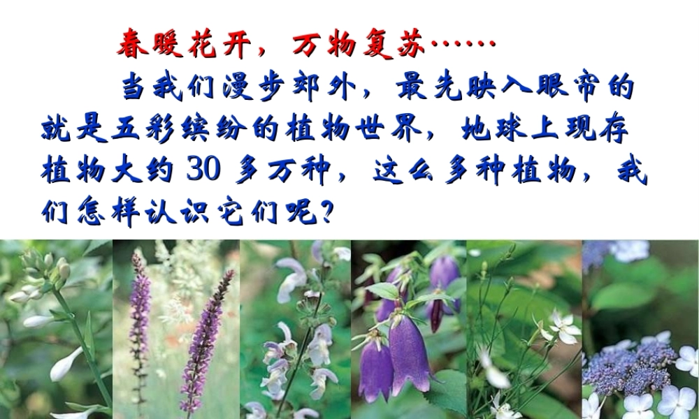 八年级生物上册 第14章 第1节五彩缤纷的植物世界课件 （新版）苏教版-（新版）苏教版初中八年级上册生物课件