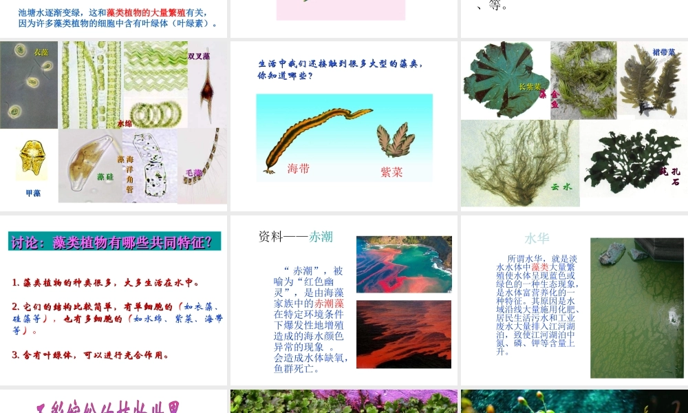 八年级生物上册 第14章 第1节五彩缤纷的植物世界课件 （新版）苏教版-（新版）苏教版初中八年级上册生物课件