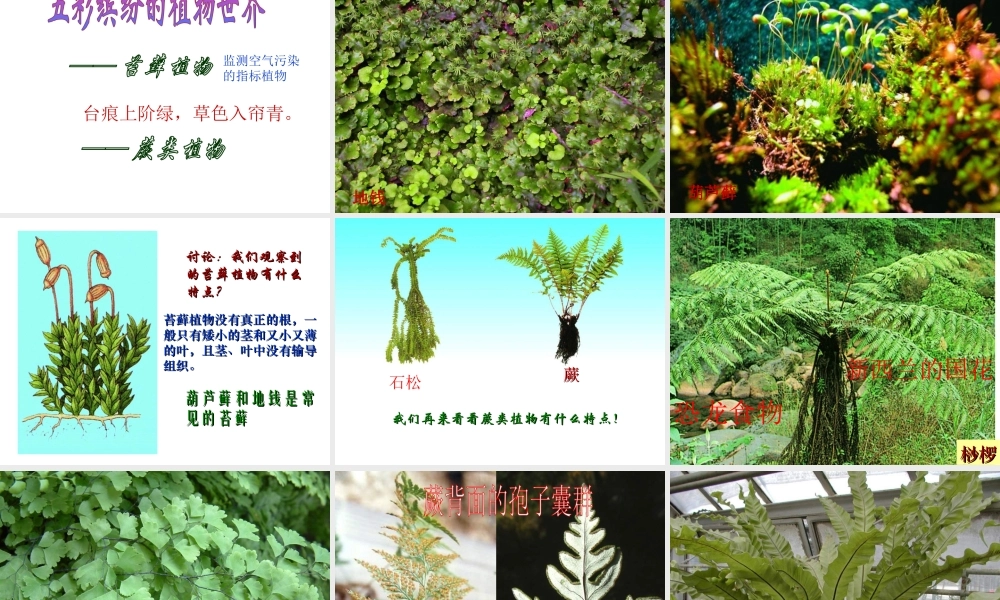 八年级生物上册 第14章 第1节五彩缤纷的植物世界课件 （新版）苏教版-（新版）苏教版初中八年级上册生物课件