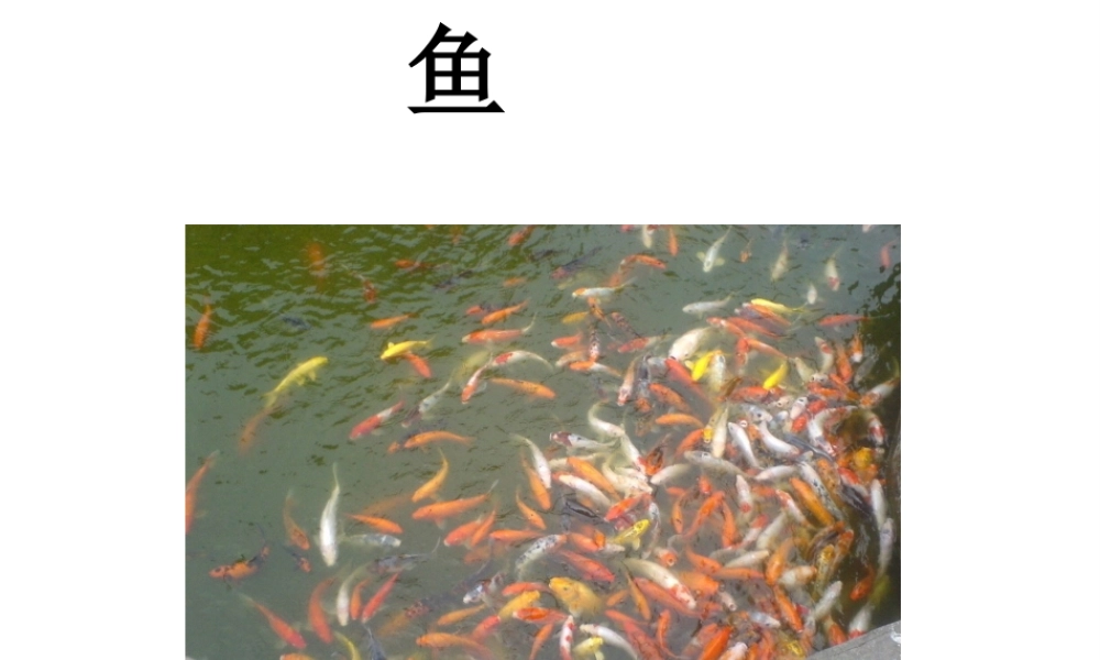 八年级生物上册 5.1.4 鱼课件3 （新版）新人教版-（新版）新人教版初中八年级上册生物课件