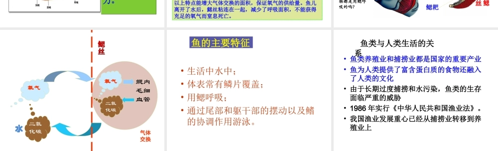 八年级生物上册 5.1.4 鱼课件3 （新版）新人教版-（新版）新人教版初中八年级上册生物课件