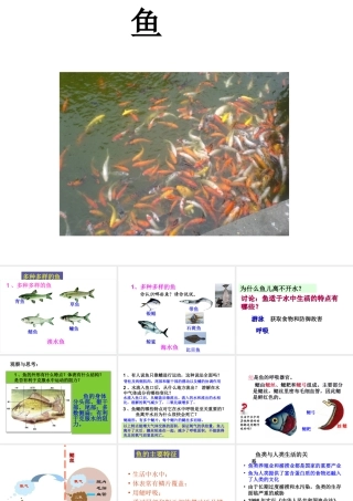 八年级生物上册 5.1.4 鱼课件3 （新版）新人教版-（新版）新人教版初中八年级上册生物课件