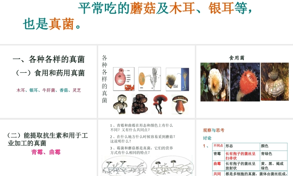 八年级生物上册 5.4.3真菌课件 人教新课标版