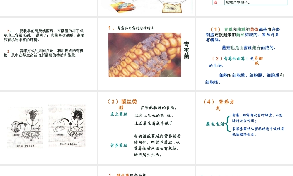 八年级生物上册 5.4.3真菌课件 人教新课标版