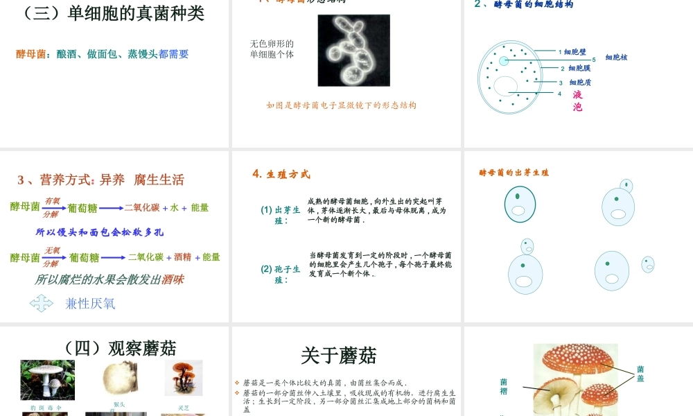 八年级生物上册 5.4.3真菌课件 人教新课标版