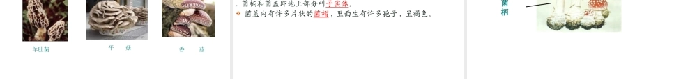 八年级生物上册 5.4.3真菌课件 人教新课标版