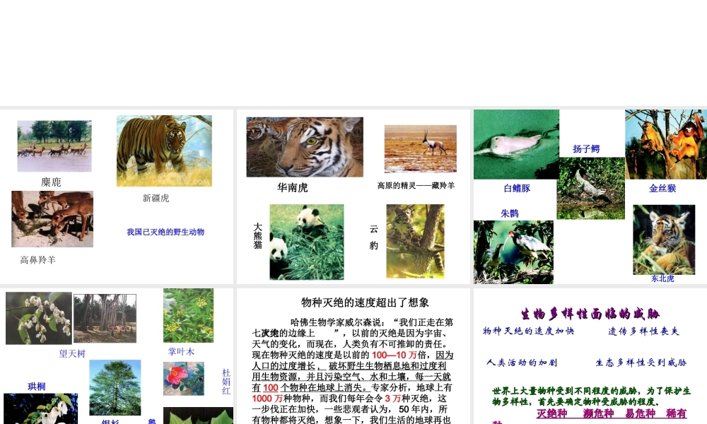 八年级生物上册 6.3 保护生物的多样性课件4 （新版）新人教版