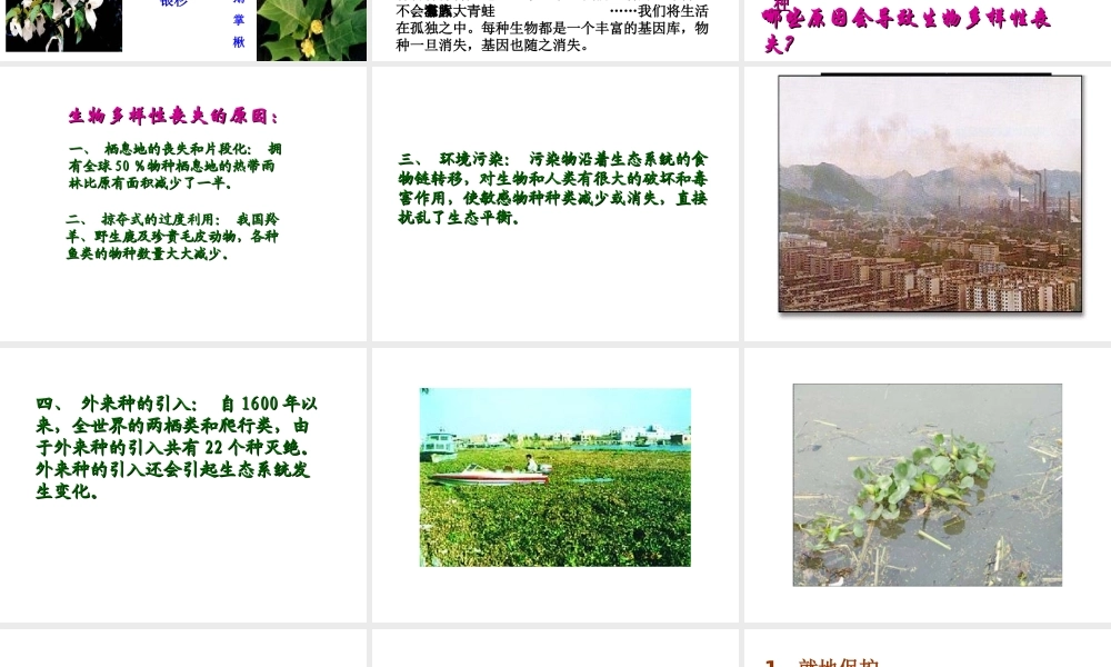 八年级生物上册 6.3 保护生物的多样性课件4 （新版）新人教版