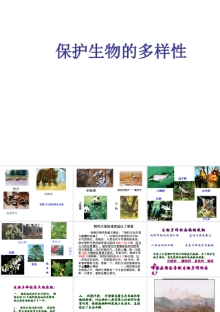 八年级生物上册 6.3 保护生物的多样性课件4 （新版）新人教版