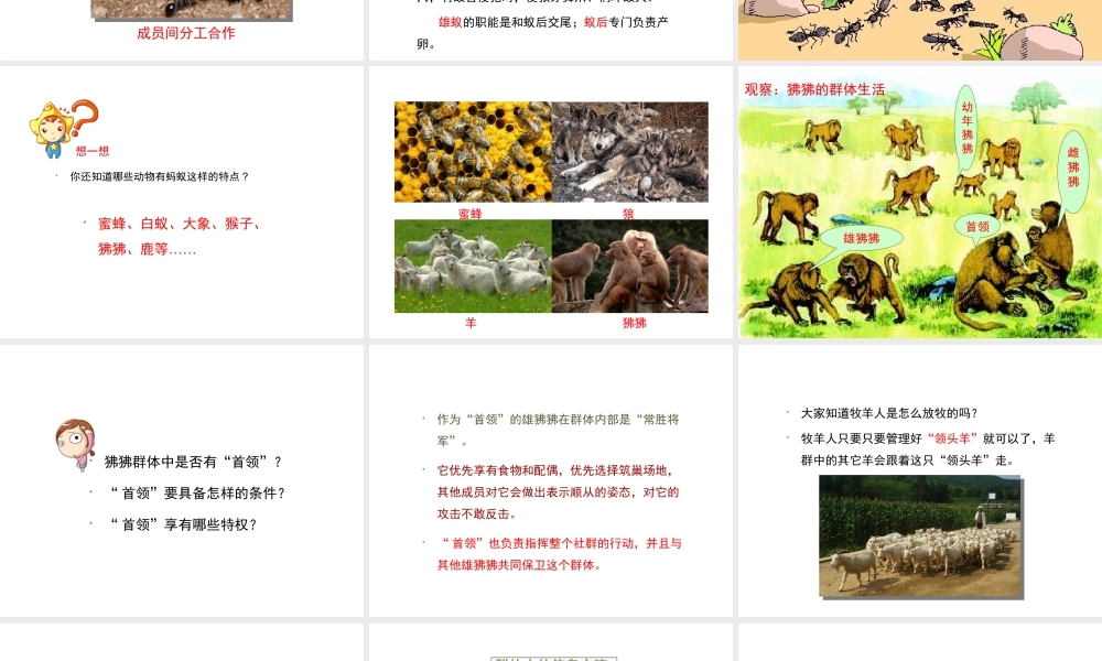 八年级生物上册 5.2.3 社会行为课件2 （新版）新人教版-（新版）新人教级上册生物课件