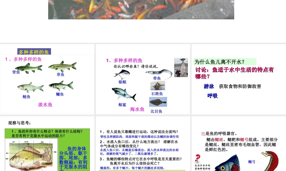 八年级生物上册 5.1.4 鱼课件3 （新版）新人教版-（新版）新人教级上册生物课件