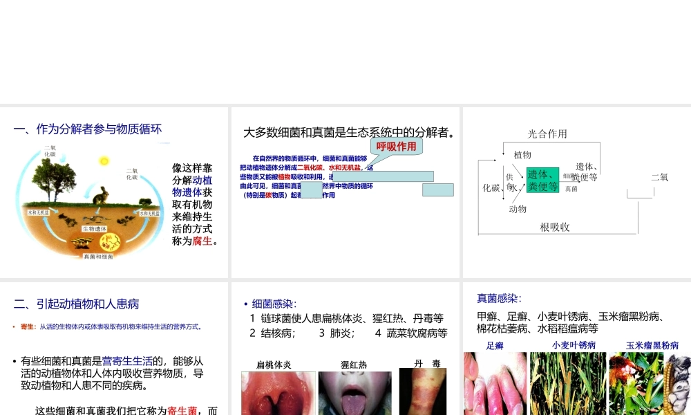 八年级生物上册 5.4.4 细菌和真菌的作用课件 （新版）新人教版-（新版）新人教版初中八年级上册生物课件