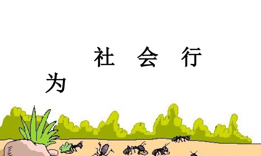 八年级生物上册 5.2.3 社会行为课件2 （新版）新人教版