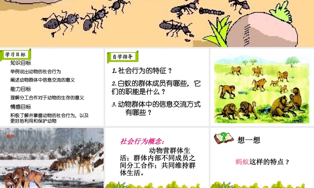 八年级生物上册 5.2.3 社会行为课件2 （新版）新人教版