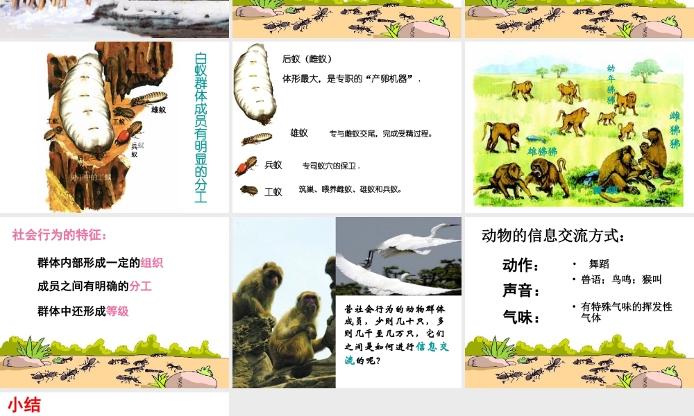 八年级生物上册 5.2.3 社会行为课件2 （新版）新人教版