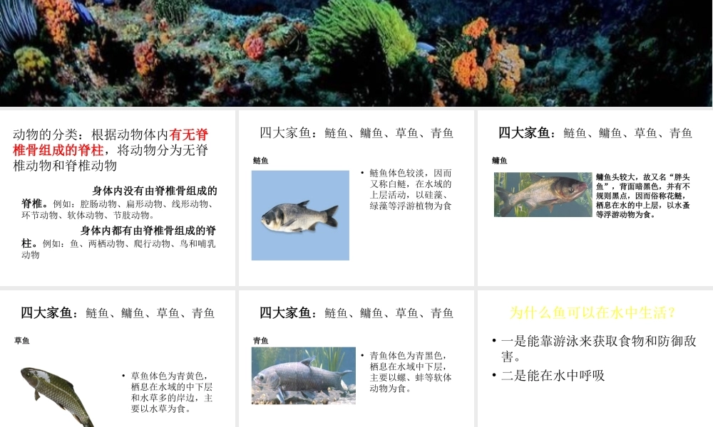 八年级生物上册 5.1.4 鱼课件4 （新版）新人教版-（新版）新人教版初中八年级上册生物课件