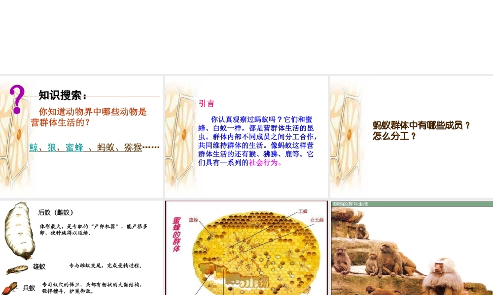 八年级生物上册 5.2.3 社会行为课件3 （新版）新人教版