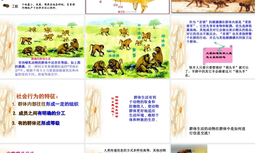 八年级生物上册 5.2.3 社会行为课件3 （新版）新人教版