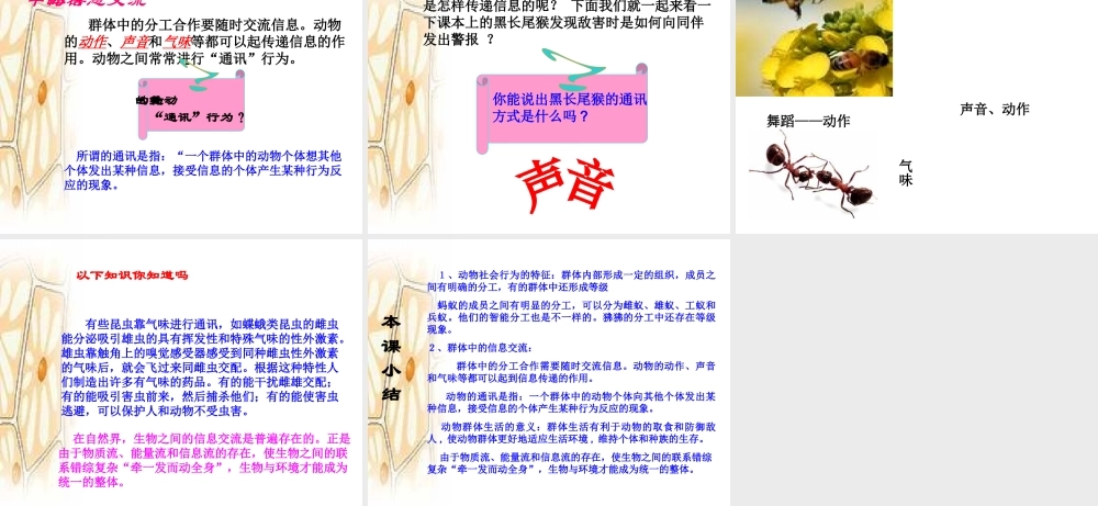 八年级生物上册 5.2.3 社会行为课件3 （新版）新人教版