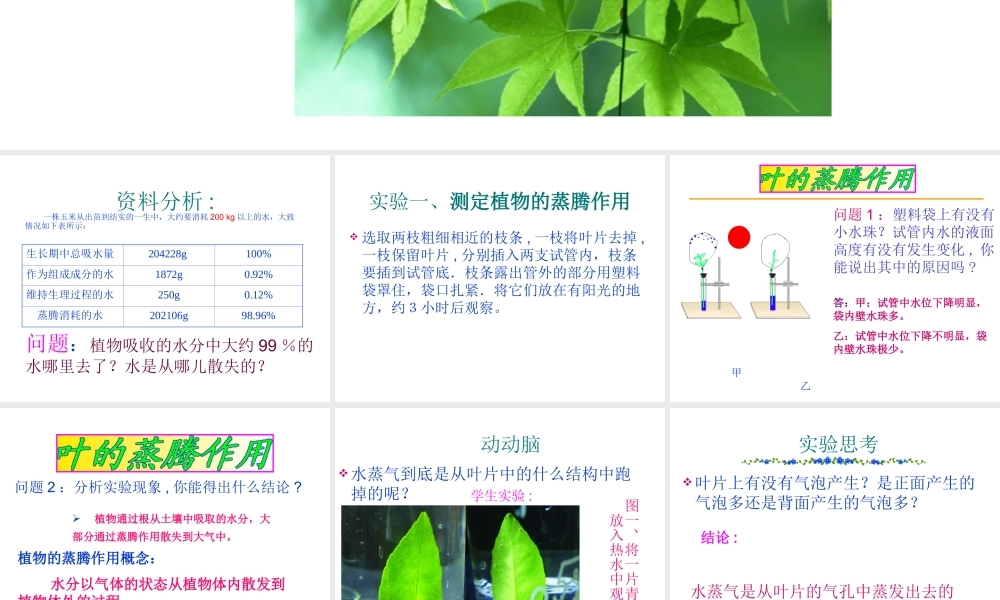 八年级生物上册 《 绿色植物与生物圈中的水循环》课件 济南版