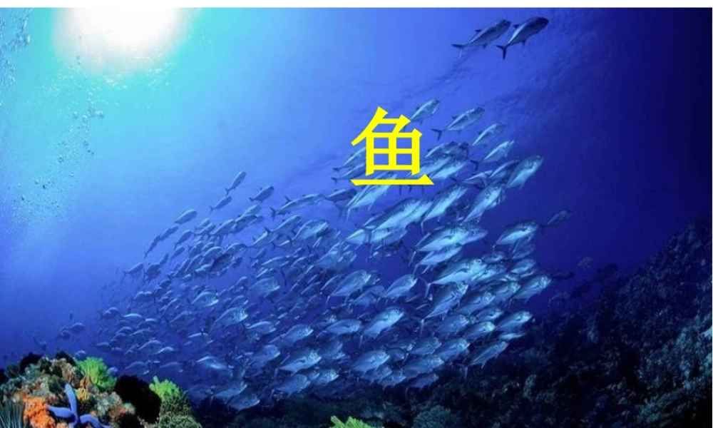 八年级生物上册 5.1.4 鱼课件4 （新版）新人教版-（新版）新人教级上册生物课件