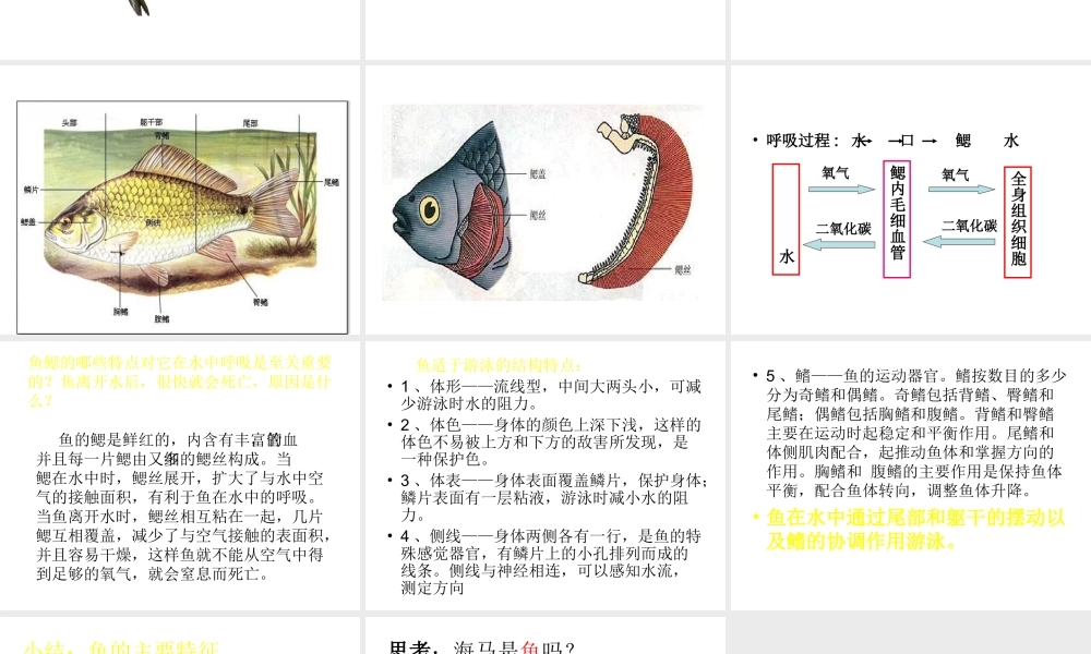 八年级生物上册 5.1.4 鱼课件4 （新版）新人教版-（新版）新人教级上册生物课件