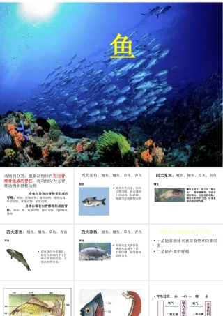 八年级生物上册 5.1.4 鱼课件4 （新版）新人教版-（新版）新人教级上册生物课件