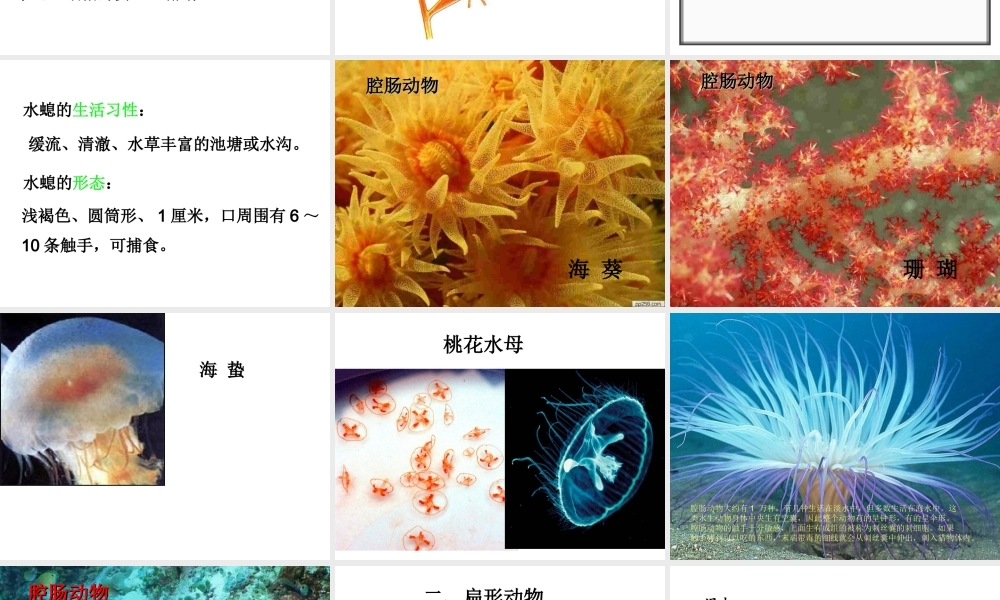 八年级生物上册 第14章 第2节 千姿百态的动物世界课件 （新版）苏教版-（新版）苏教版初中八年级上册生物课件