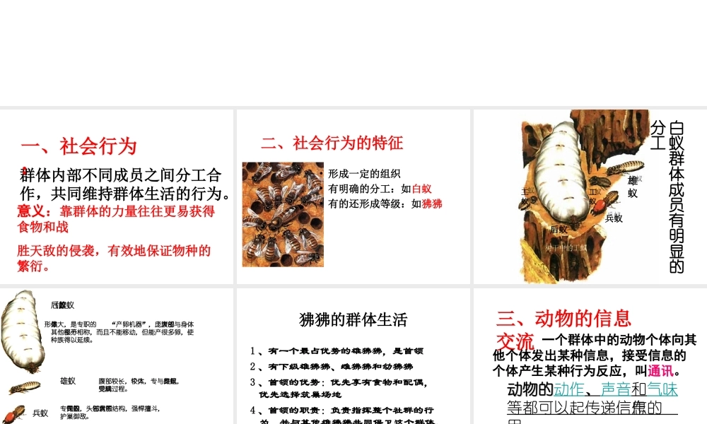 八年级生物上册 5.2.3 社会行为课件4 （新版）新人教版