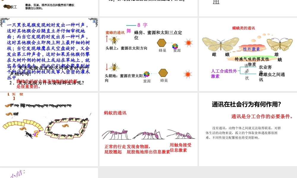 八年级生物上册 5.2.3 社会行为课件4 （新版）新人教版