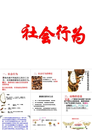 八年级生物上册 5.2.3 社会行为课件4 （新版）新人教版