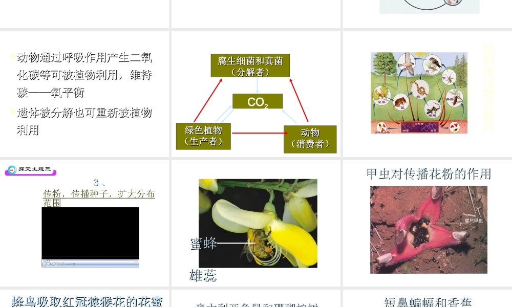 八年级生物上册 《动物在自然界中的作用》课件 人教新课标版