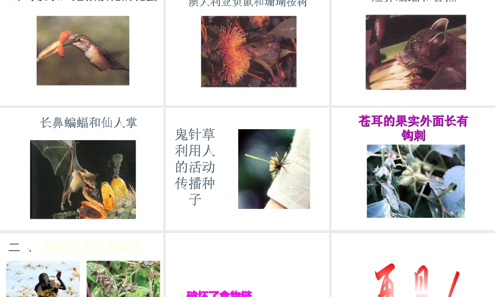 八年级生物上册 《动物在自然界中的作用》课件 人教新课标版