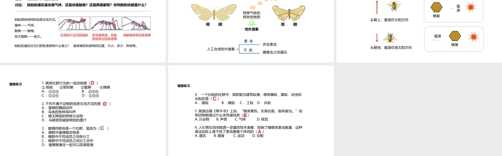 八年级生物上册 5.2.3《社会行为》教学课件 （新版）新人教版-（新版）新人教版初中八年级上册生物课件