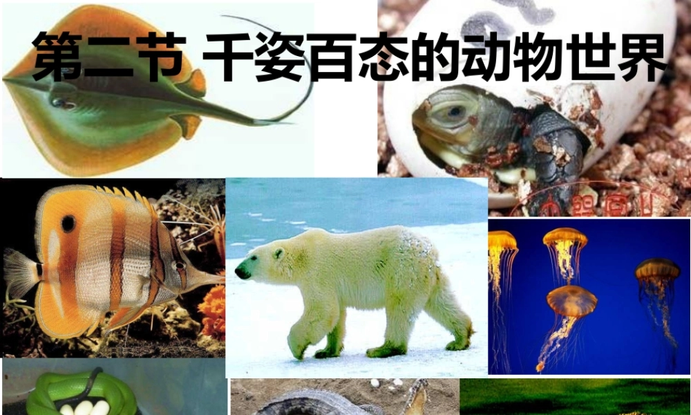 八年级生物上册 第14章 第2节 千姿百态的动物世界课件 （新版）苏教版-（新版）苏教级上册生物课件
