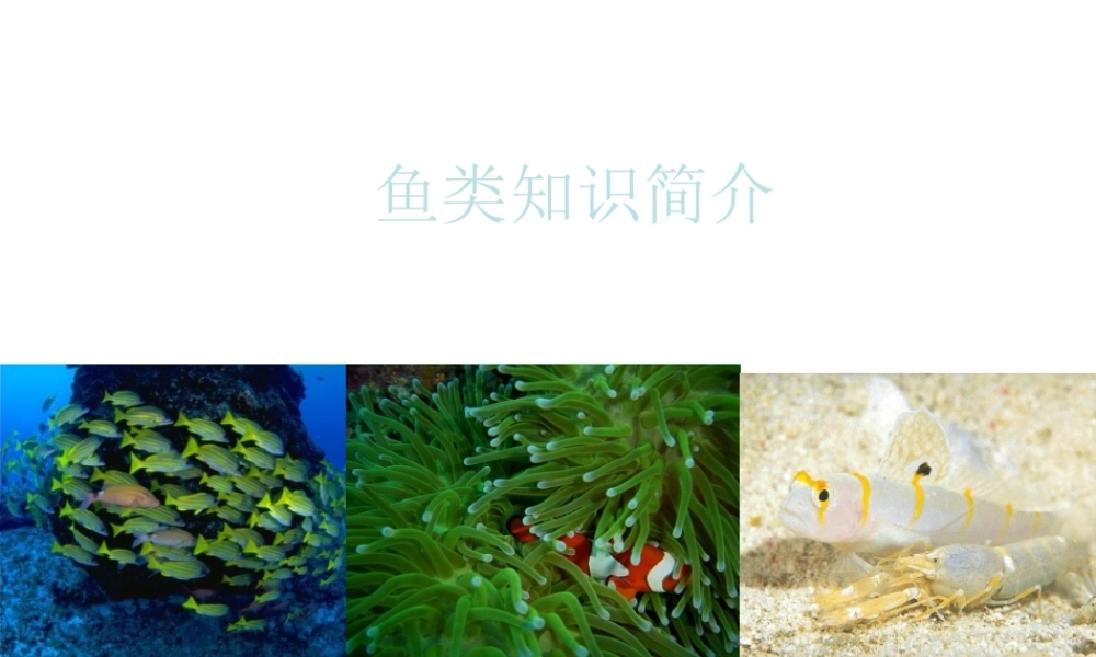 八年级生物上册 5.1.4 鱼类课件 （新版）新人教版-（新版）新人教版初中八年级上册生物课件