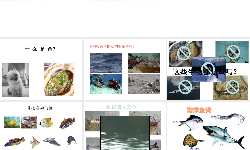 八年级生物上册 5.1.4 鱼类课件 （新版）新人教版-（新版）新人教版初中八年级上册生物课件